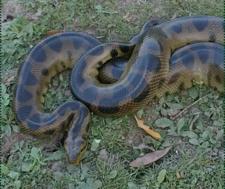 Anaconda Beniana (Eunectes beniensis)