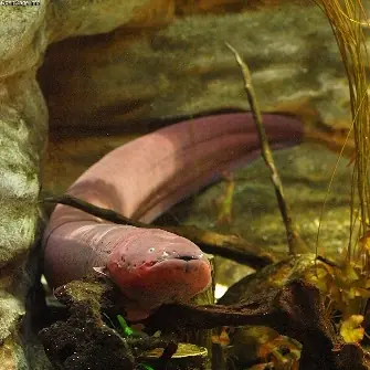 Anguila Eléctrica (Electrophorus electricus)