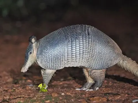 Armadillo de Nariz Grande (Dasypus kappleri)