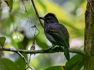 Batará Hombroblanco (Thamnophilus aethiops)