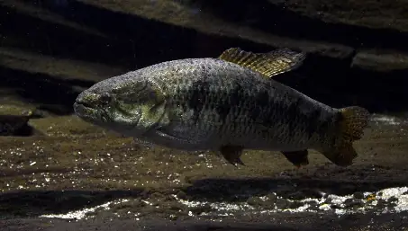 Bentón o Pez Lobo (Hoplias malabaricus)