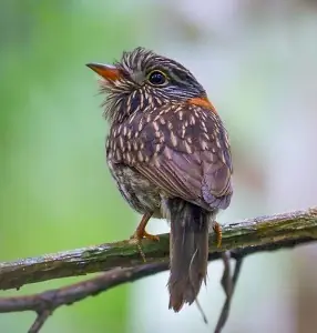 Bolio Semiacollarado (Malacoptila semicincta)