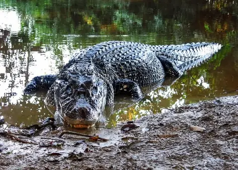 Caimán Negro o Yacaré Negro (Melanosuchus niger)