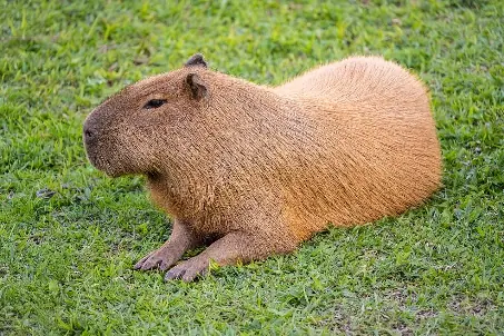 Capibara o Carpincho (Hydrochoerus hydrochaeris)