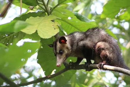 Zarigüeya o Carachupa (Didelphis marsupialis)
