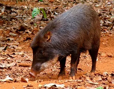 Chancho Tropero (Pecarí Labiado) (Tayassu pecari)