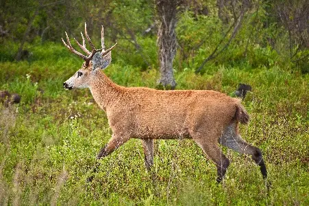 Ciervo de los Pantanos (Blastocerus dichotomus)