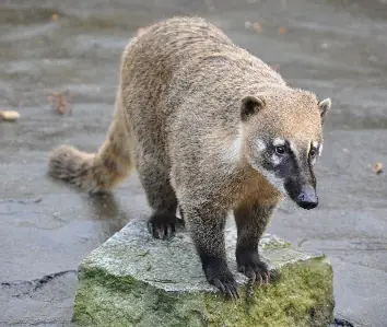Tejón o Coatí (Nasua nasua)