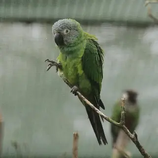 Cotorra de Cabeza Oscura (Aratinga weddellii)