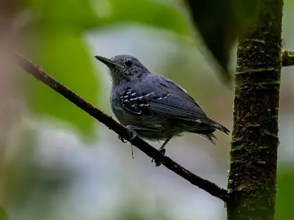 Hormiguerito Gris (Myrmotherula menetriesii)