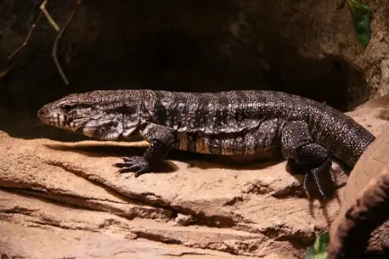 Lagarto Overo (Tupinambis teguixin)