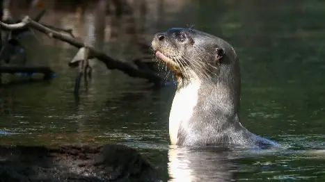 Londra (Nutria Gigante de Río) (Pteronura brasiliensis)