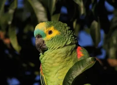 Loro Hablador (Amazona aestiva)
