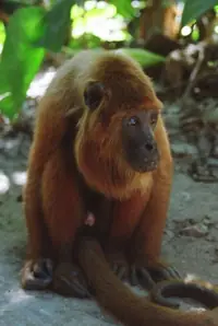 Manechi Colorado (Alouatta sara)