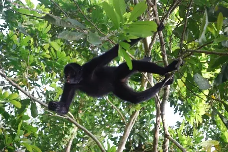 Marimono o Mono Araña (Ateles chamek)