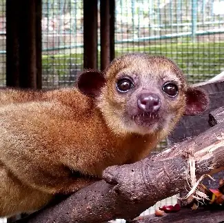 Martucha o Mono Michi (Potos flavus)