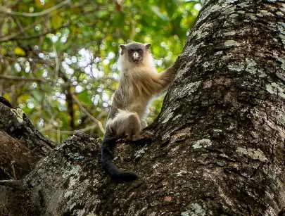 Mono Leoncito (Mico melanurus)