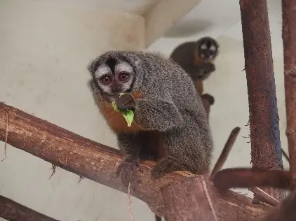 Mono Nocturno (Aotus boliviensis)