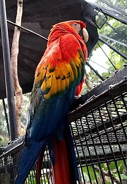 Paraba Escarlata o Bandera (Ara macao)