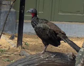 Pava Amazónica (Penelope jacquacu)