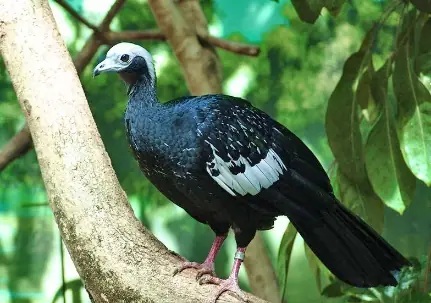 Pava Campanilla o Rajadora (Pipile cumanensis)
