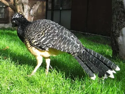Pava Mutún (Crax fasciolata)