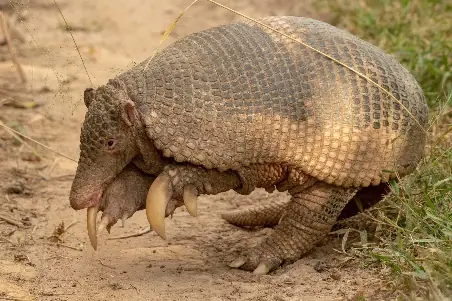 Pejichi (Armadillo Gigante) (Priodontes maximus)