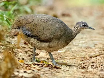 Perdiz Grande (Tinamus major)