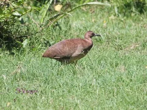Perdiz Ondulada (Crypturellus undulatus)
