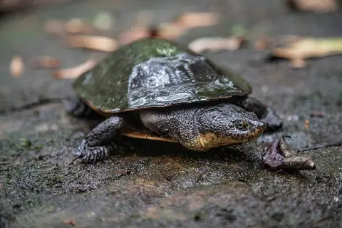 Peta de Agua (Tortuga de Río) (Podocnemis unifilis)