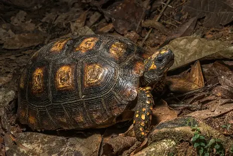 Peta del Seco (Tortuga de Patas Amarillas) (Chelonoidis denticulatus)
