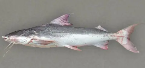 Piraíba o Pez Gato Gigante (Brachyplatystoma filamentosum)