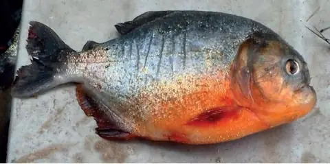 Piraña de Vientre Rojo (Pygocentrus nattereri)