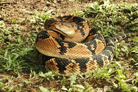Pucarara (Cascabel Muda) (Lachesis muta)