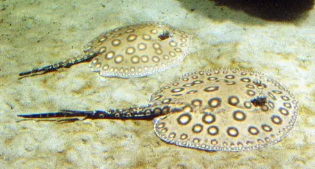 Raya de Agua Dulce (Potamotrygonidae)