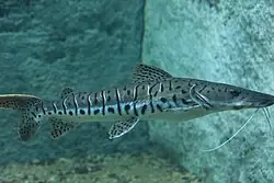 Surubí Pintado (Pseudoplatystoma corruscans)