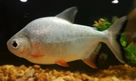 Tambaquí (Pacú) (Piaractus brachypomus)
