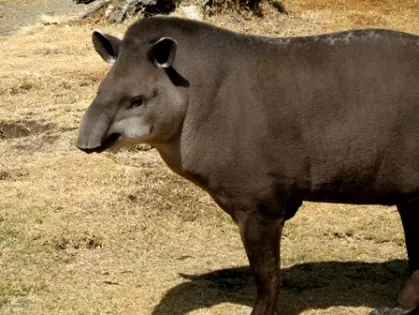 Tapir Amazónico o Anta (Tapirus terrestris)