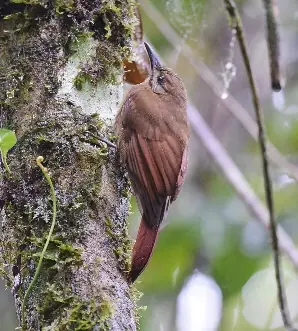 Trepador Pardo (Dendrocincla fuliginosa)