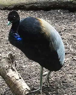Trompetero Aligrís o Yacamí (Psophia crepitans)