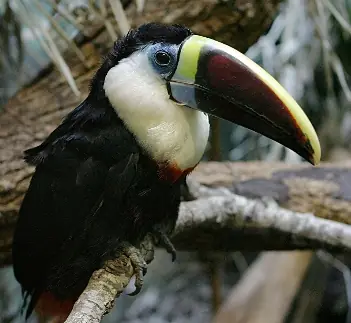 Tucán de Garganta Blanca (Ramphastos tucanus)