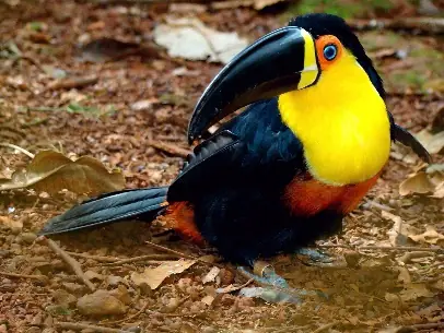 Tucán de Pico Acanalado (Ramphastos vitellinus)