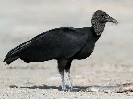 Zopilote Negro (Coragyps atratus)